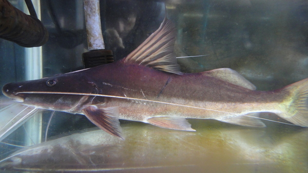 静岡市の熱帯魚・古代魚・アロワナ・爬虫類の専門店 -魚力- | 新着情報 |