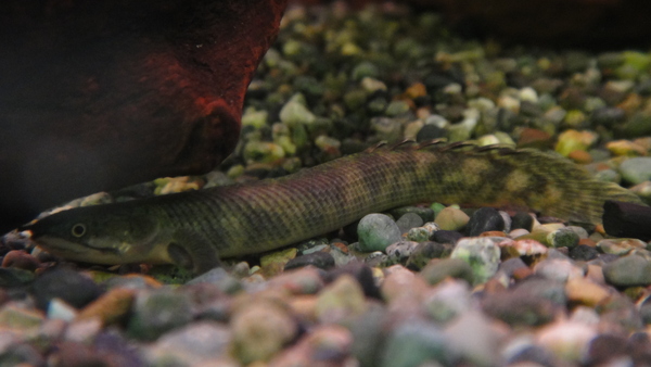 熱帯魚アロワナ 静岡市の熱帯魚・古代魚・アロワナ・爬虫類の専門店 -魚力- | 新着情報 |