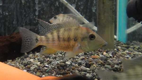 静岡市の熱帯魚・古代魚・アロワナ・爬虫類の専門店 -魚力- | 新着情報 |