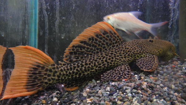 静岡市の熱帯魚・古代魚・アロワナ・爬虫類の専門店 -魚力- | 新着情報 |