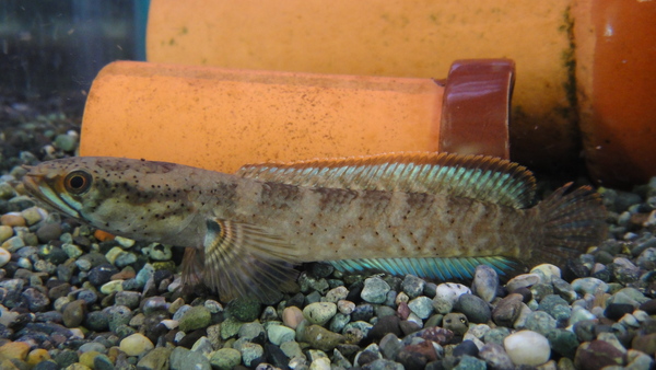 熱帯魚アロワナ 静岡市の熱帯魚・古代魚・アロワナ・爬虫類の専門店 -魚力- | 新着情報 |