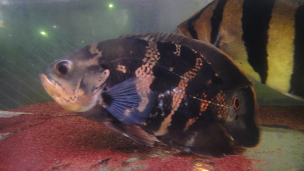 静岡市の熱帯魚・古代魚・アロワナ・爬虫類の専門店 -魚力- | 新着情報 |