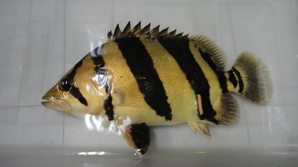 静岡市の熱帯魚・古代魚・アロワナ・爬虫類の専門店 -魚力- | 新着情報 |