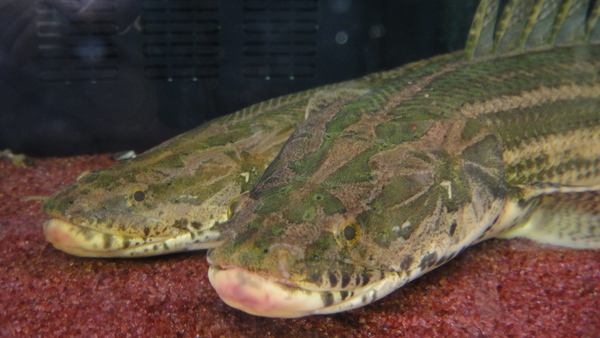 静岡市の熱帯魚・古代魚・アロワナ・爬虫類の専門店 -魚力- | 新着情報 |