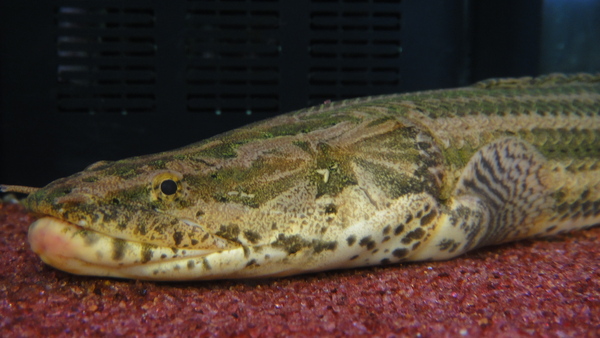 静岡市の熱帯魚・古代魚・アロワナ・爬虫類の専門店 -魚力- | 新着情報 |