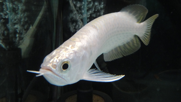 静岡市の熱帯魚・古代魚・アロワナ・爬虫類の専門店 -魚力- | 新着情報 |