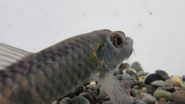 静岡市の熱帯魚・古代魚・アロワナ・爬虫類の専門店 -魚力- | 新着情報 |