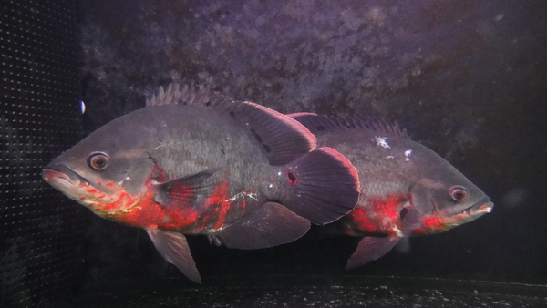 静岡市の熱帯魚・古代魚・アロワナ・爬虫類の専門店 -魚力- | 新着情報 |