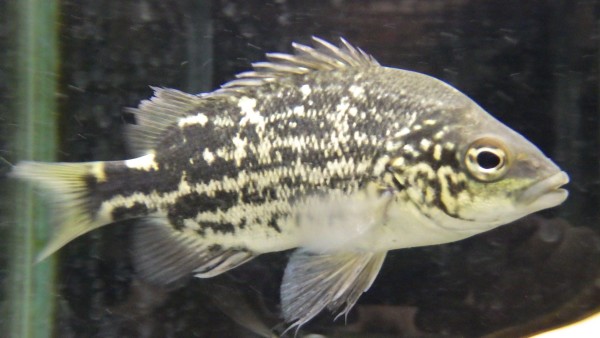 静岡市の熱帯魚・古代魚・アロワナ・爬虫類の専門店 -魚力- | 新着情報 |