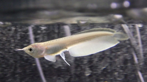 静岡市の熱帯魚・古代魚・アロワナ・爬虫類の専門店 -魚力- | 新着情報 |