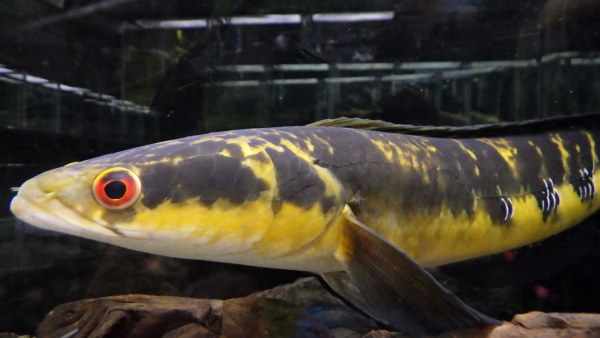 静岡市の熱帯魚・古代魚・アロワナ・爬虫類の専門店 -魚力- | 新着情報 |