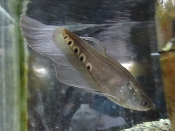 スポットナイフショート、アロワナ混泳