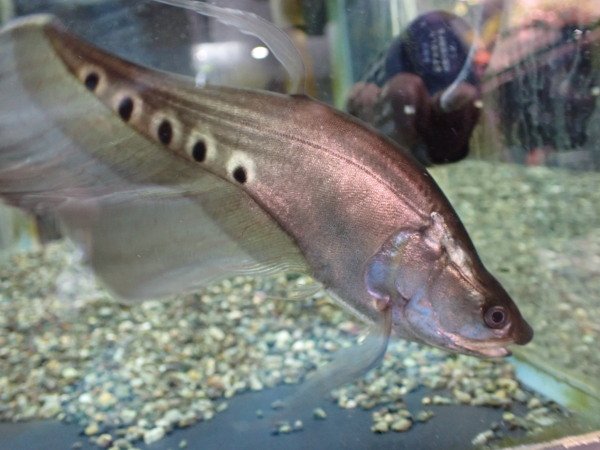 スポットナイフショート、アロワナ混泳