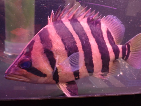 熱帯魚、古代魚、カプアスフル