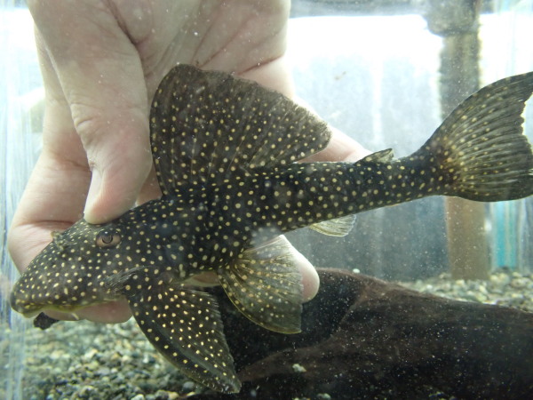 静岡市の熱帯魚・古代魚・アロワナ・爬虫類の専門店 -魚力- | 新着情報 |