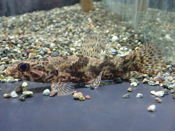 アロワナ2匹セット 早い者勝ち 熱帯魚