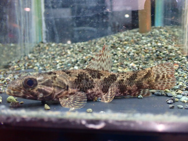 アロワナ2匹セット　早い者勝ち　熱帯魚 アロワナ2匹セット 早い者勝ち 熱帯魚