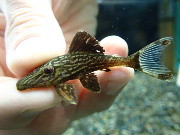 静岡市の熱帯魚・古代魚・アロワナ・爬虫類の専門店 -魚力- | 新着情報 |