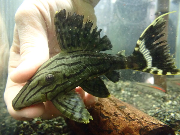 静岡市の熱帯魚・古代魚・アロワナ・爬虫類の専門店 -魚力- | 新着情報 |