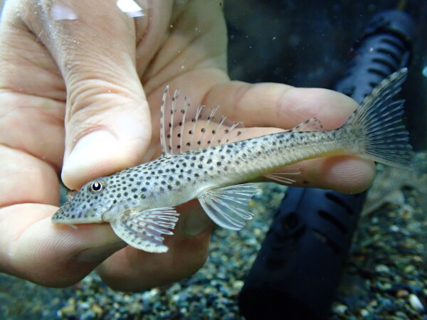 静岡市の熱帯魚・古代魚・アロワナ・爬虫類の専門店 -魚力- | 新着情報 |