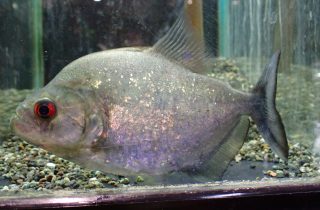 ヴァイオレットブラックピラニア±25㎝