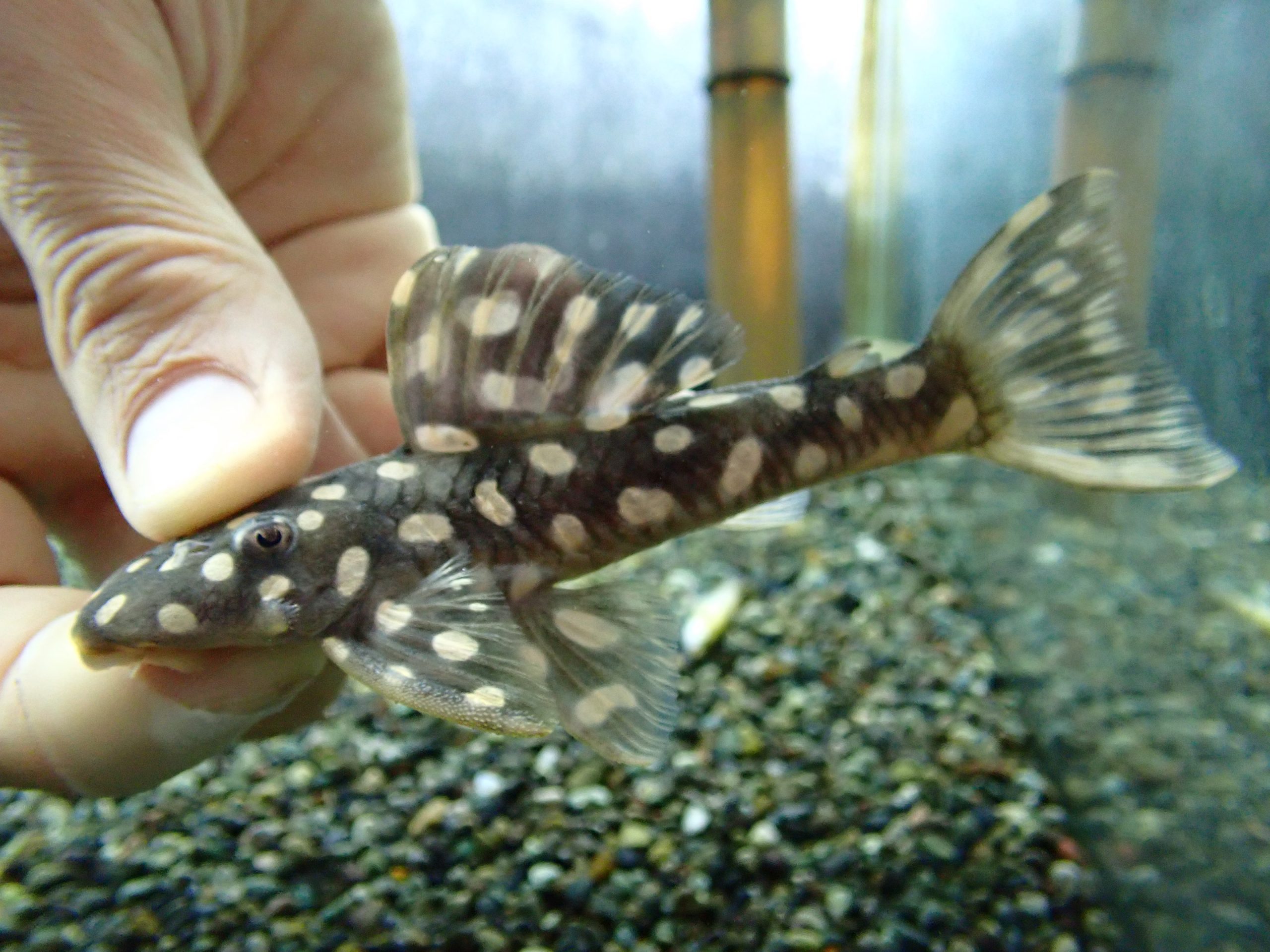 オパールドットマグナム プレコ 水槽 熱帯魚 アクアリウム 古代魚 淡水魚