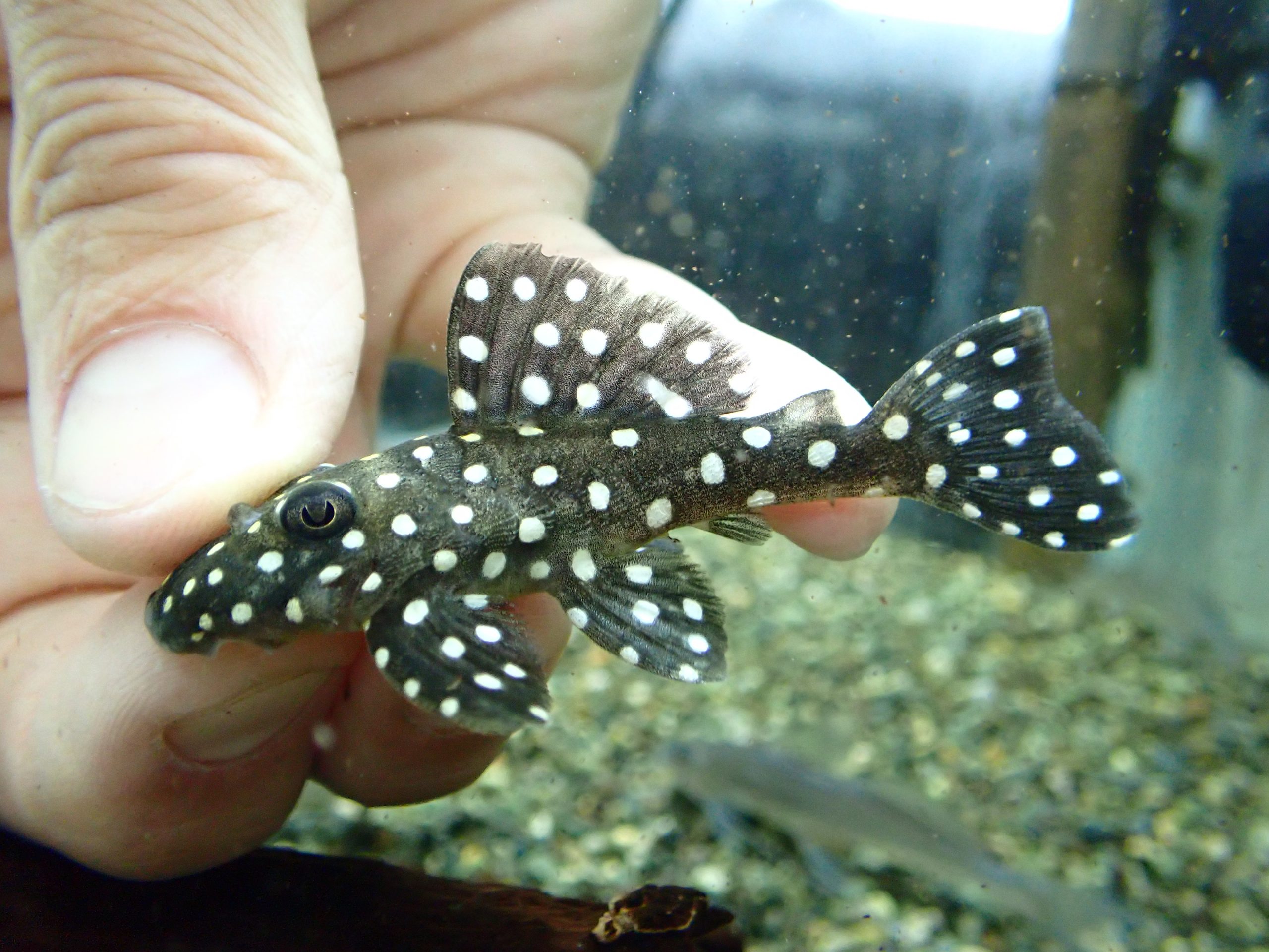 ブラックウィズホワイトカイザープレコ 7cm | アクアショップ魚力