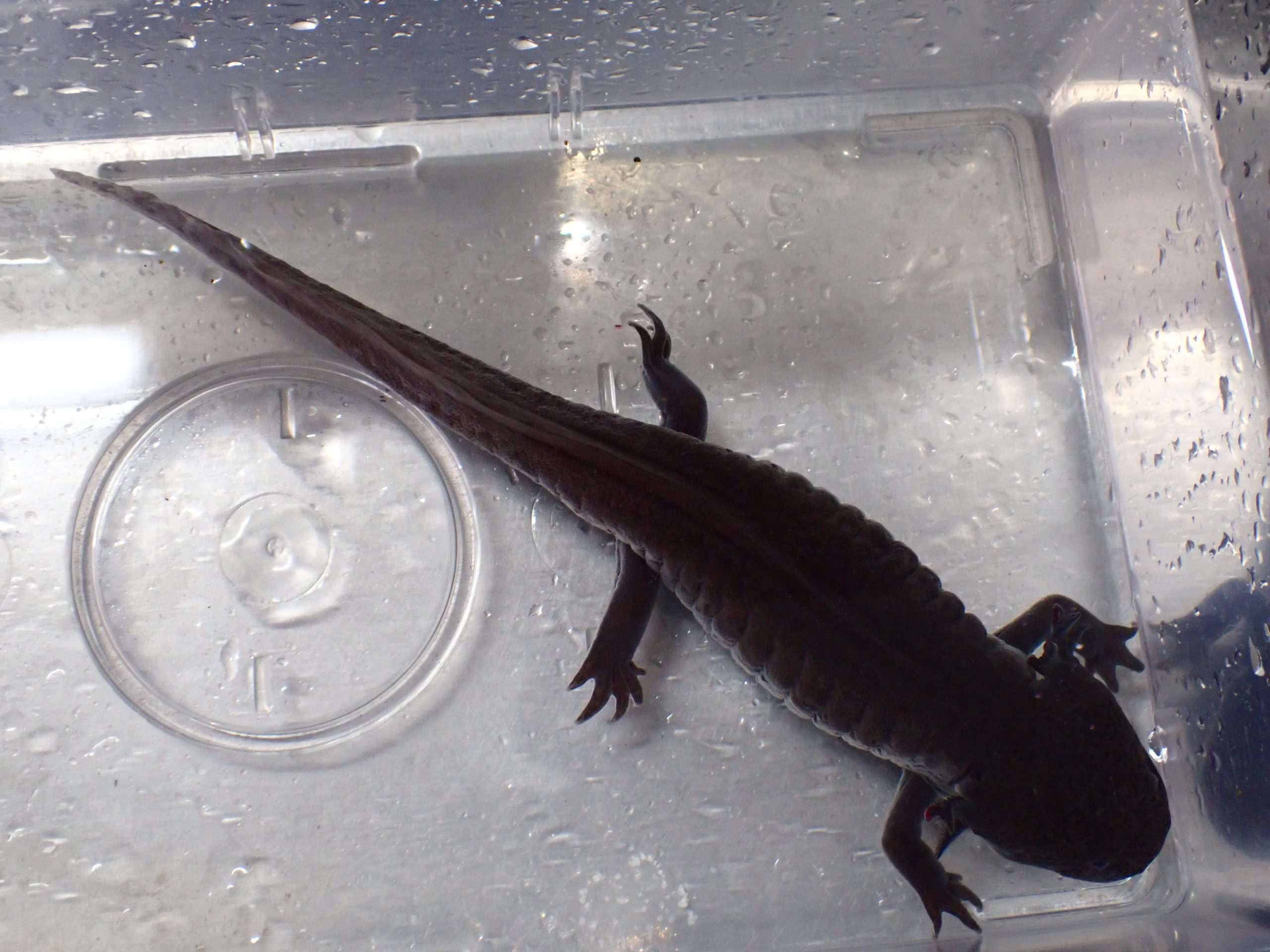 ウーパールーパー ブラック アダルト | アクアショップ魚力