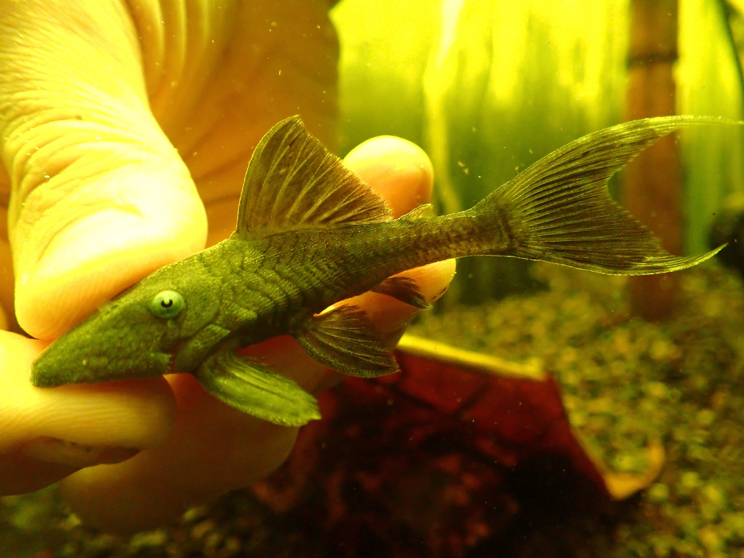 ブルーアイプレコ