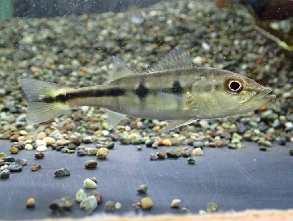 大きめ キクラspアズール 35cm±