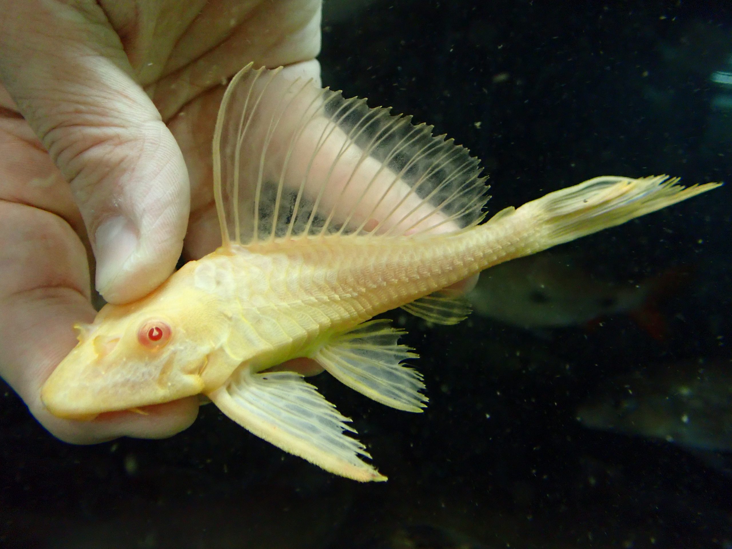 アルビノ セルフィンプレコ 12～14cm | アクアショップ魚力
