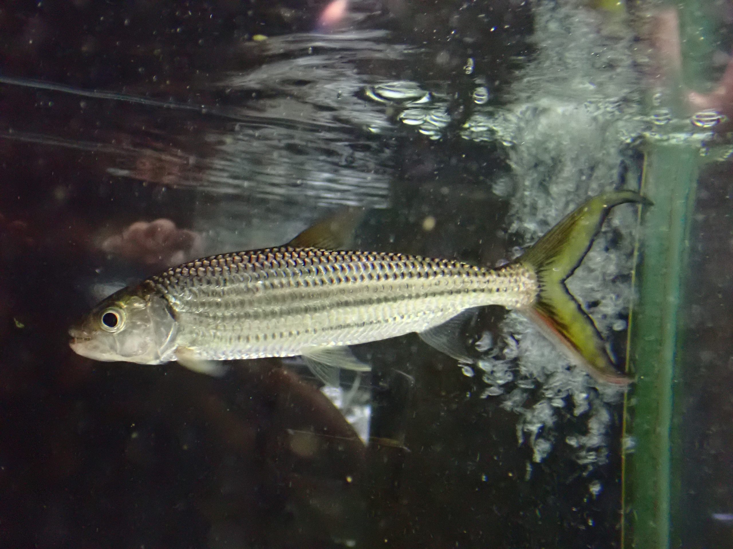 アフリカンタイガーフィッシュ コンゴ 18～19cm | アクア