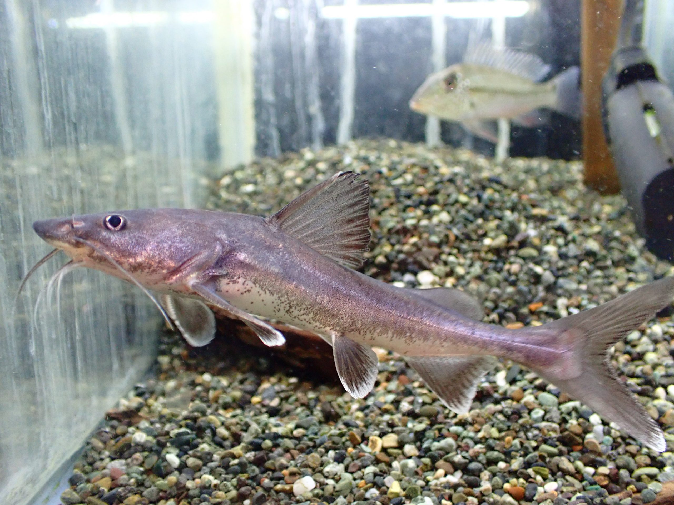 スタージョンシーキャット ±38㎝