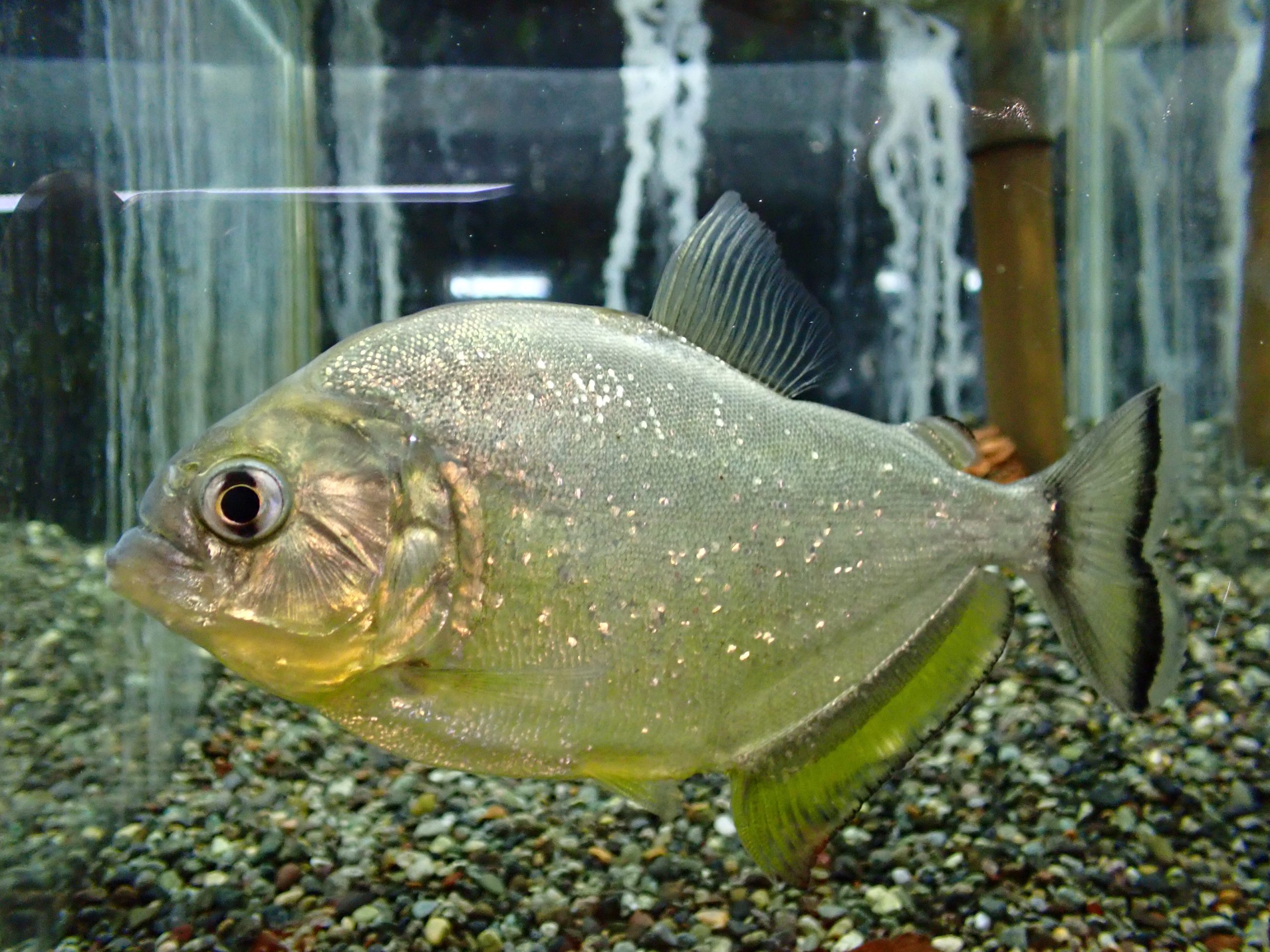 ダイヤモンドイエローピラニア（パンタナール） ダイヤモンドイエローピラニア パンタナル 13，5cm | アクア