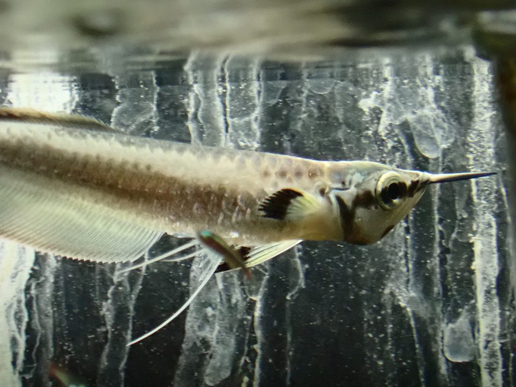 ブラックアロワナ 約15cm