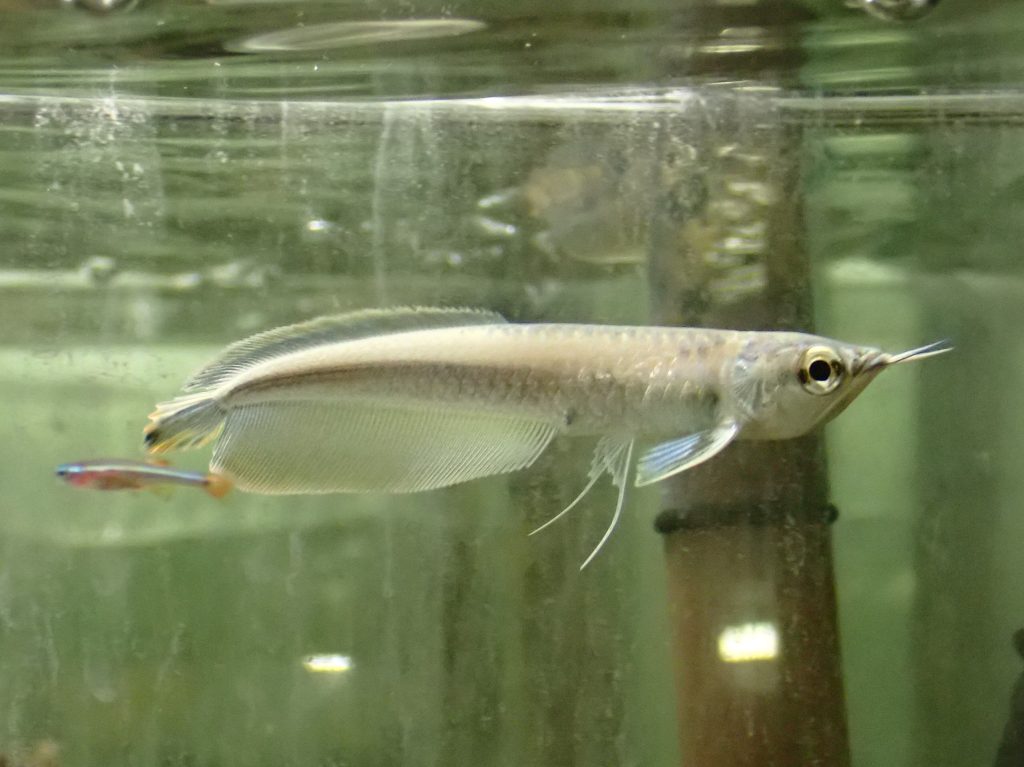 入荷案内 アロワナワイルド個体きてます。