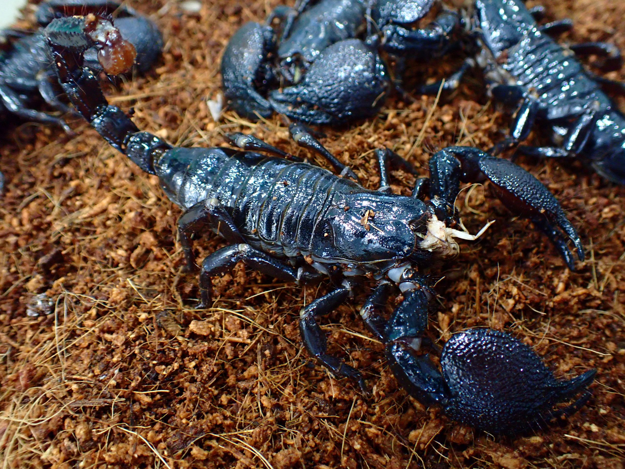 ダイオウサソリ M～L | アクアショップ魚力