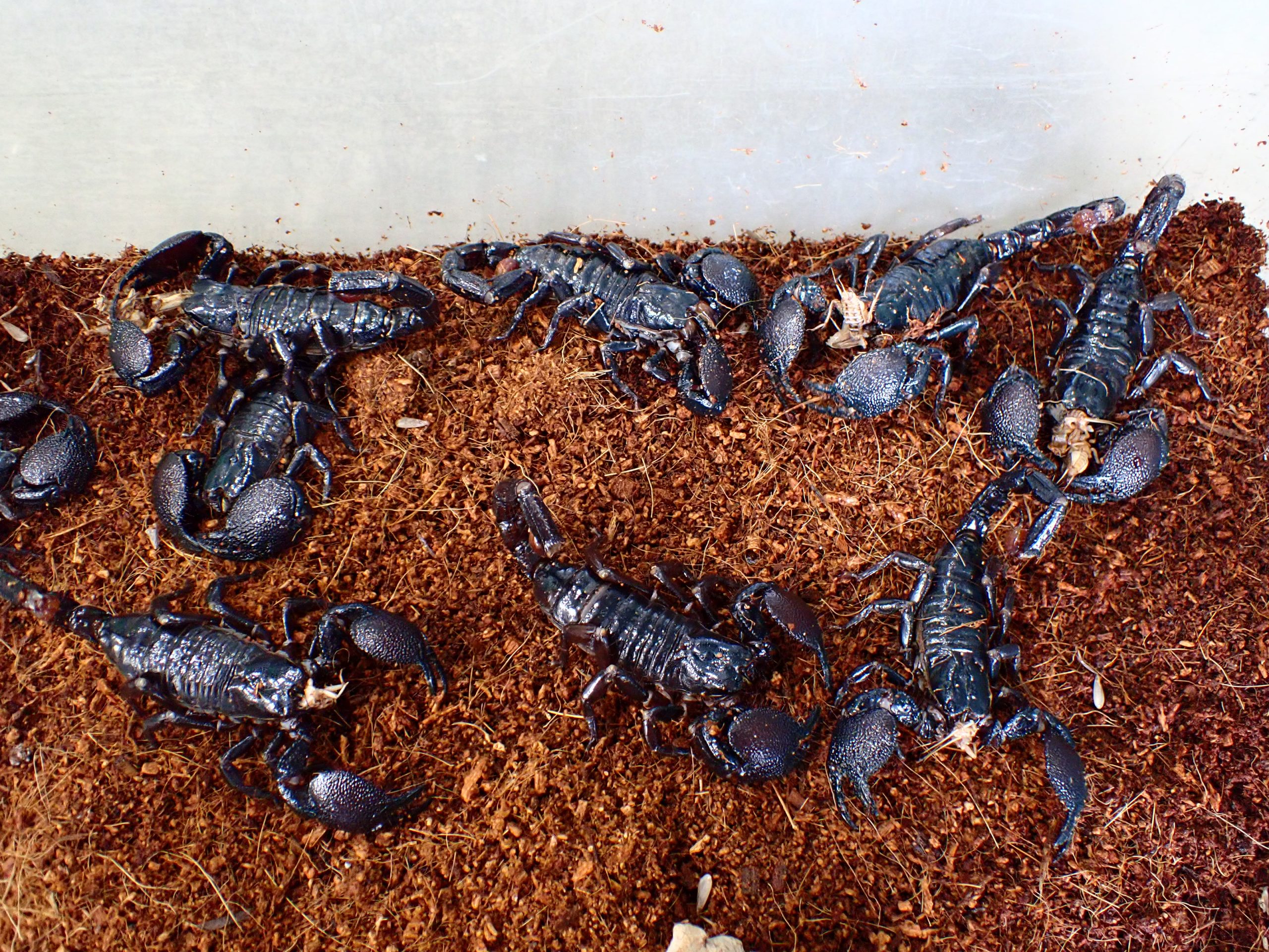 ダイオウサソリ M～L | アクアショップ魚力