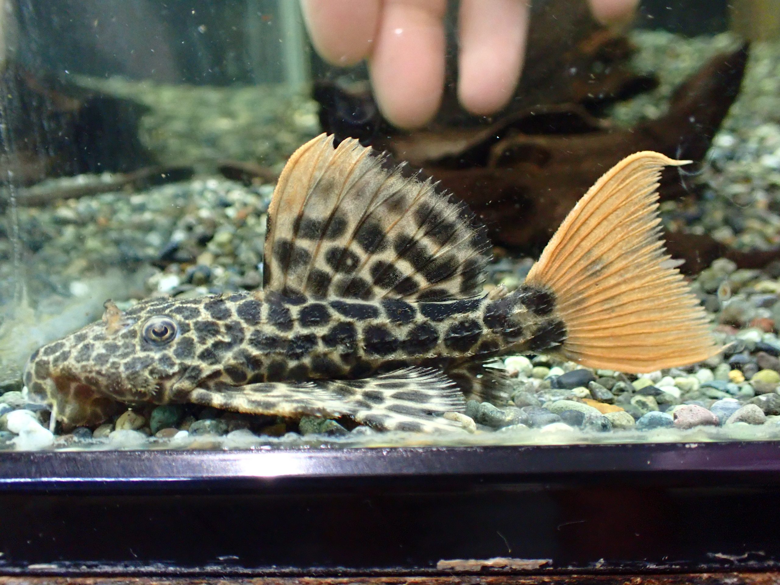 オレンジフィンレオパードトリムプレコ ”ソリッド” ネグロ 10cm