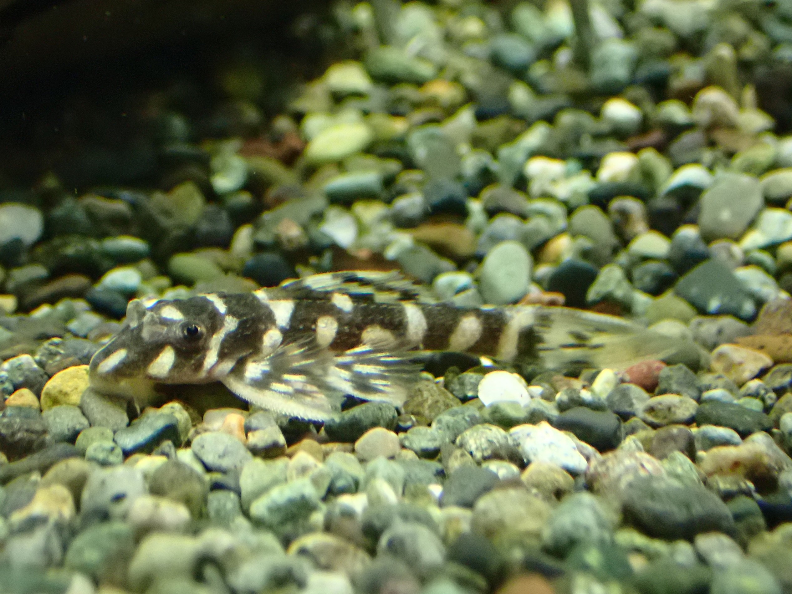 オパールドットマグナム プレコ 水槽 熱帯魚 アクアリウム 古代魚 淡水魚