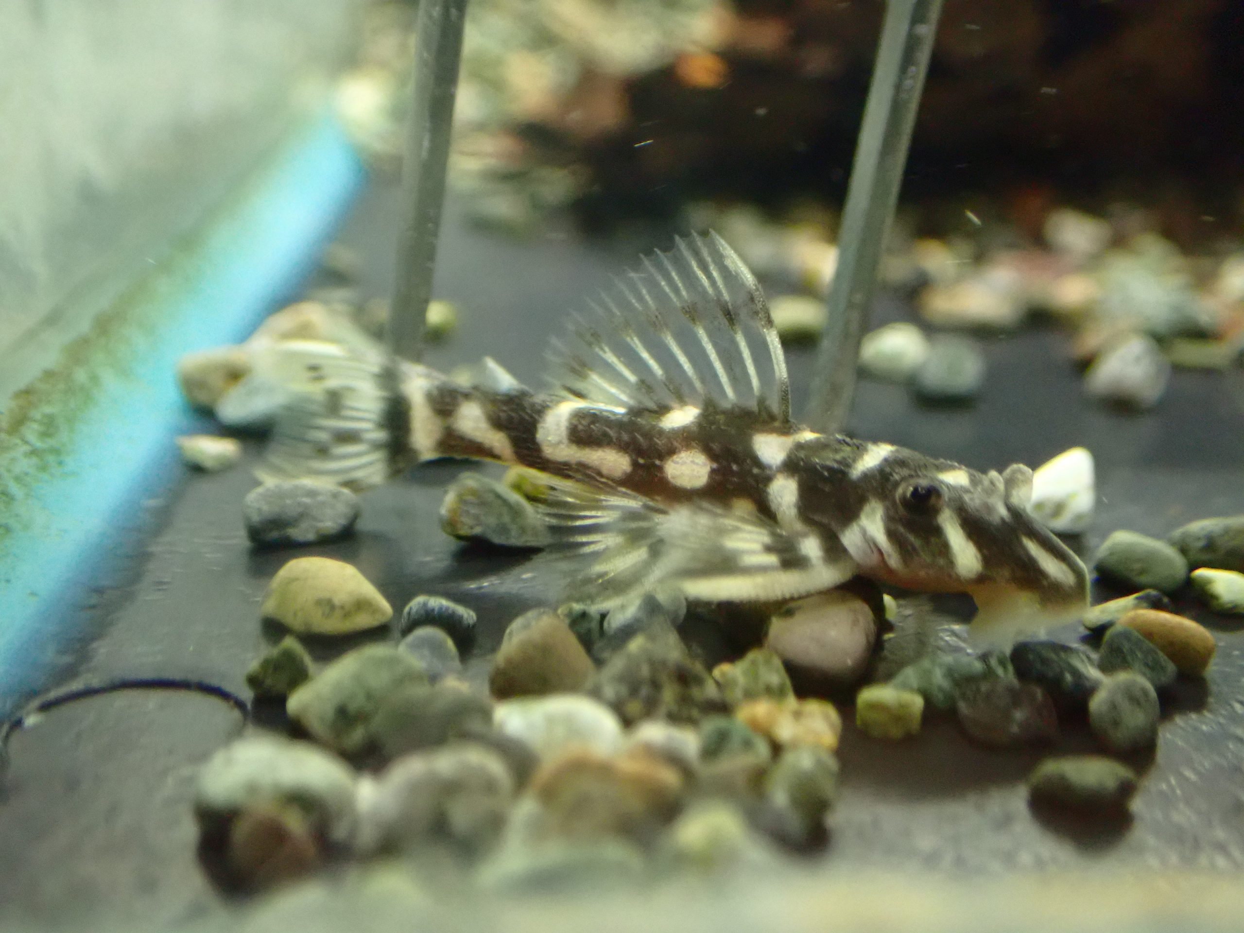 オパールドットマグナム プレコ 水槽 熱帯魚 アクアリウム 古代魚 淡水魚