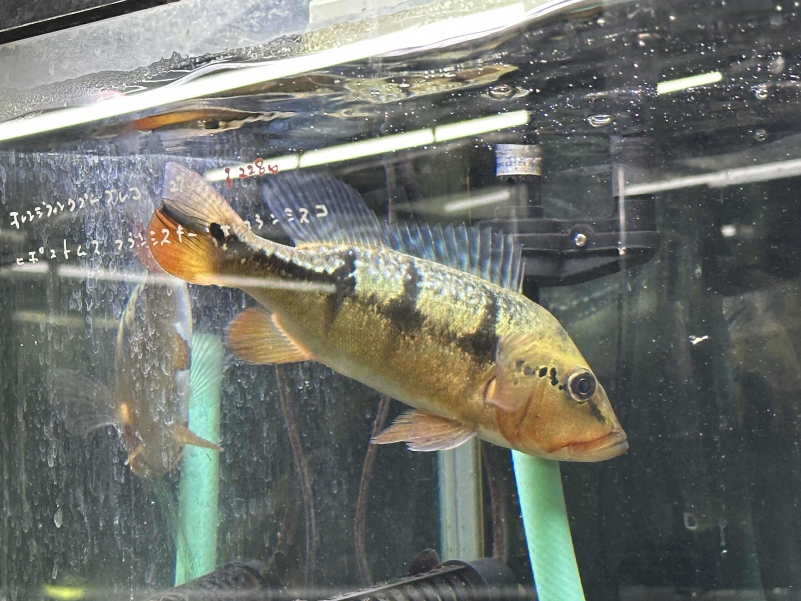 キクラ ミリアナエ ”フォーゴ” サンベネジット 25cm | アクア