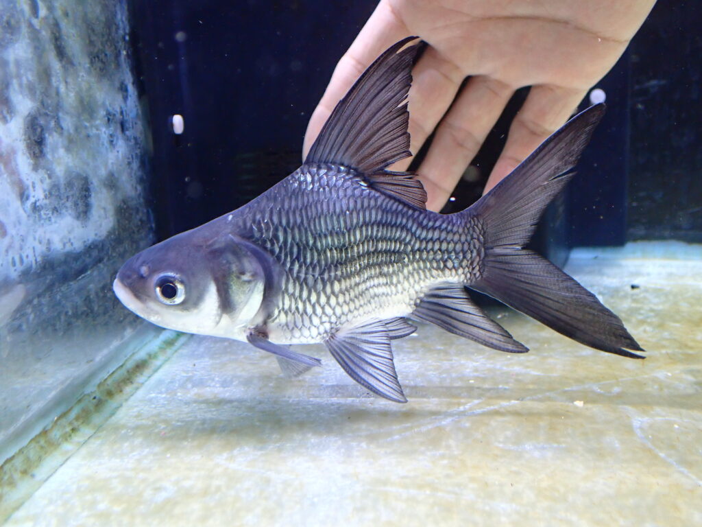 ダトニオバンド白化個体ショートハイボディ