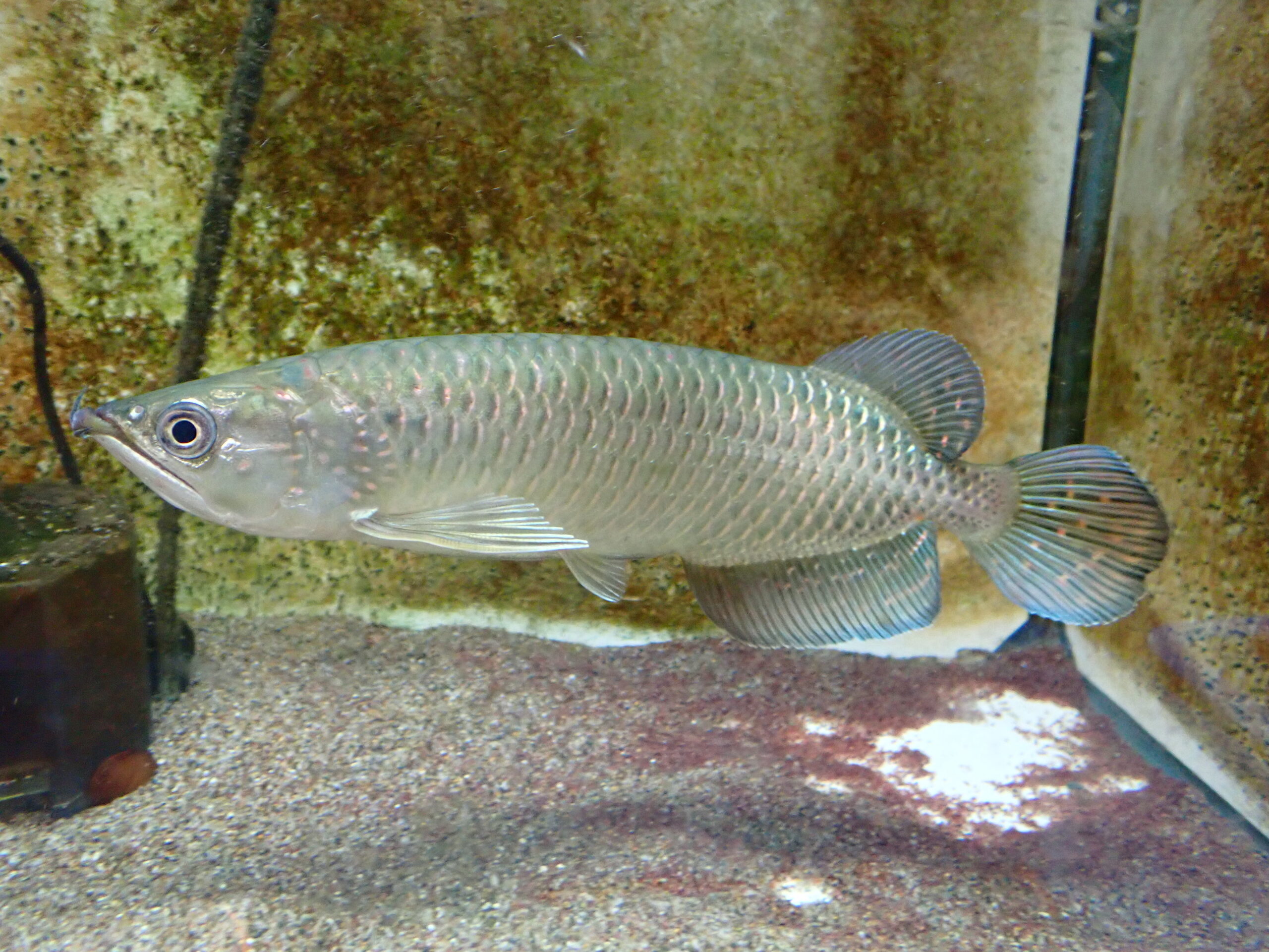 ノーザンバラムンディ