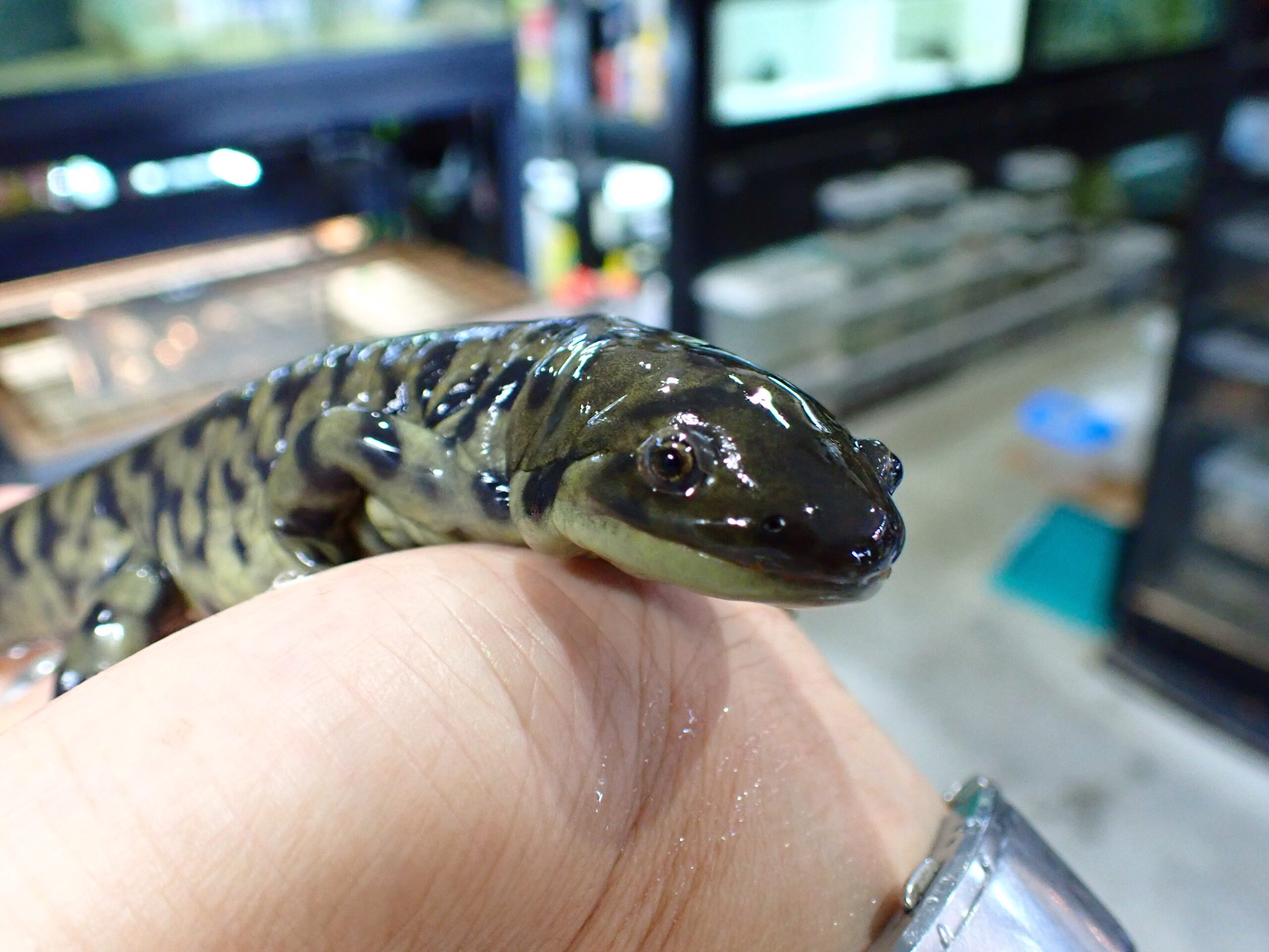 ワイルド トウブタイガーサラマンダー アメリカ 全長22cm | アクア