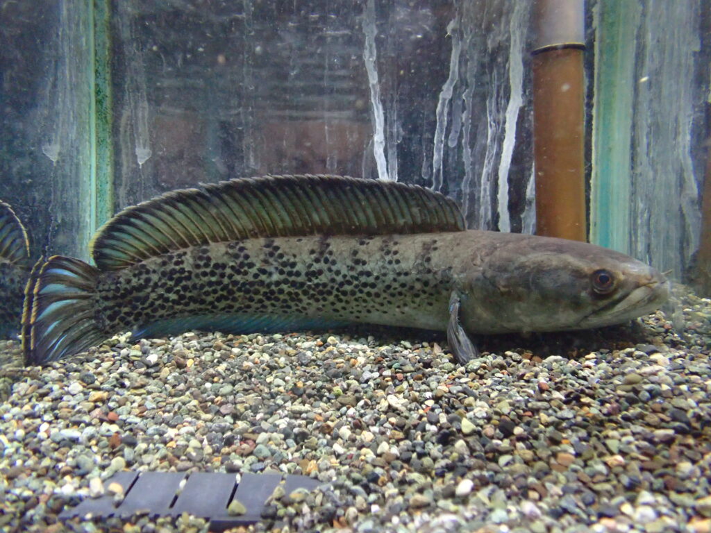 2025/6/26 今日の入荷 | アクアショップ魚力