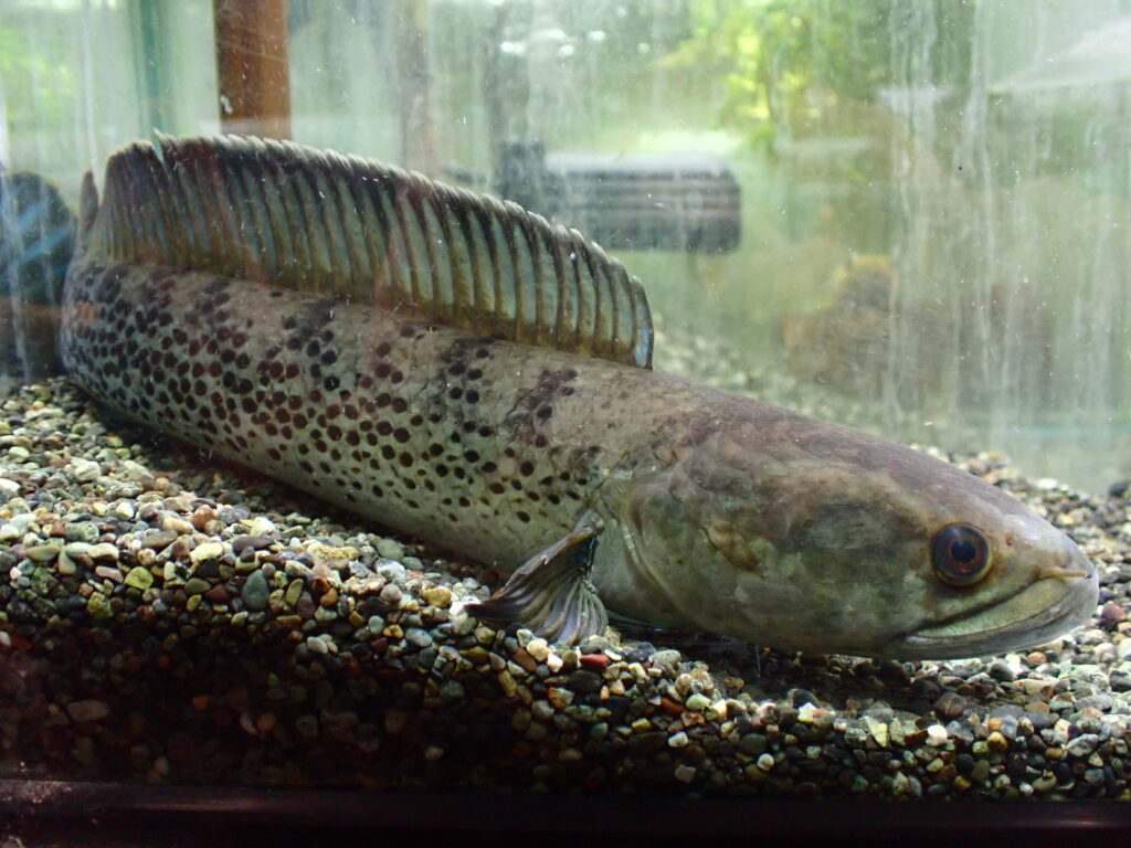 ブラックダイヤモンドスネークヘッド 2025/6/26 今日の入荷 | アクアショップ魚力