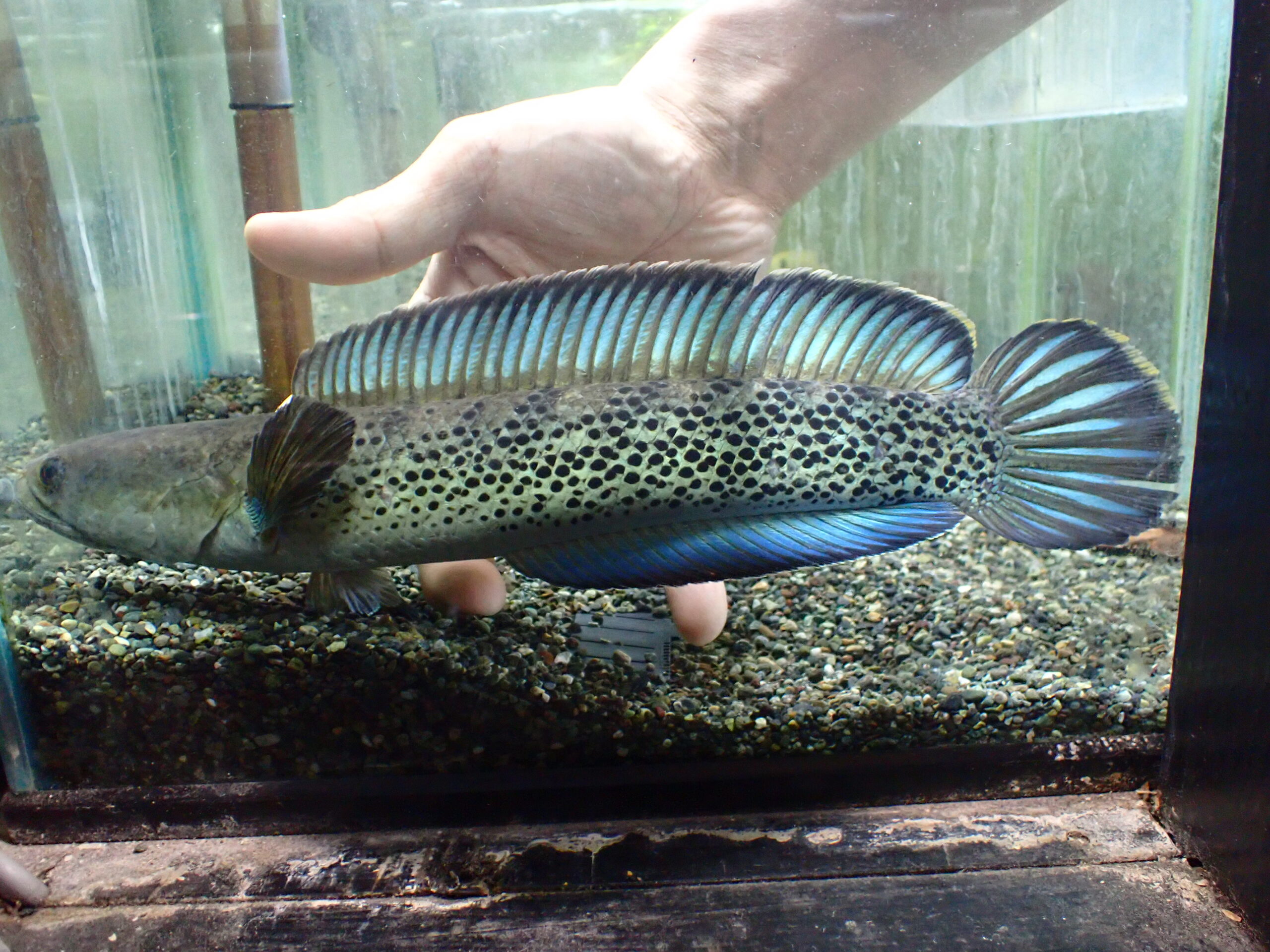 ブラックダイヤモンドスネークヘッド インド 30cm | アクア