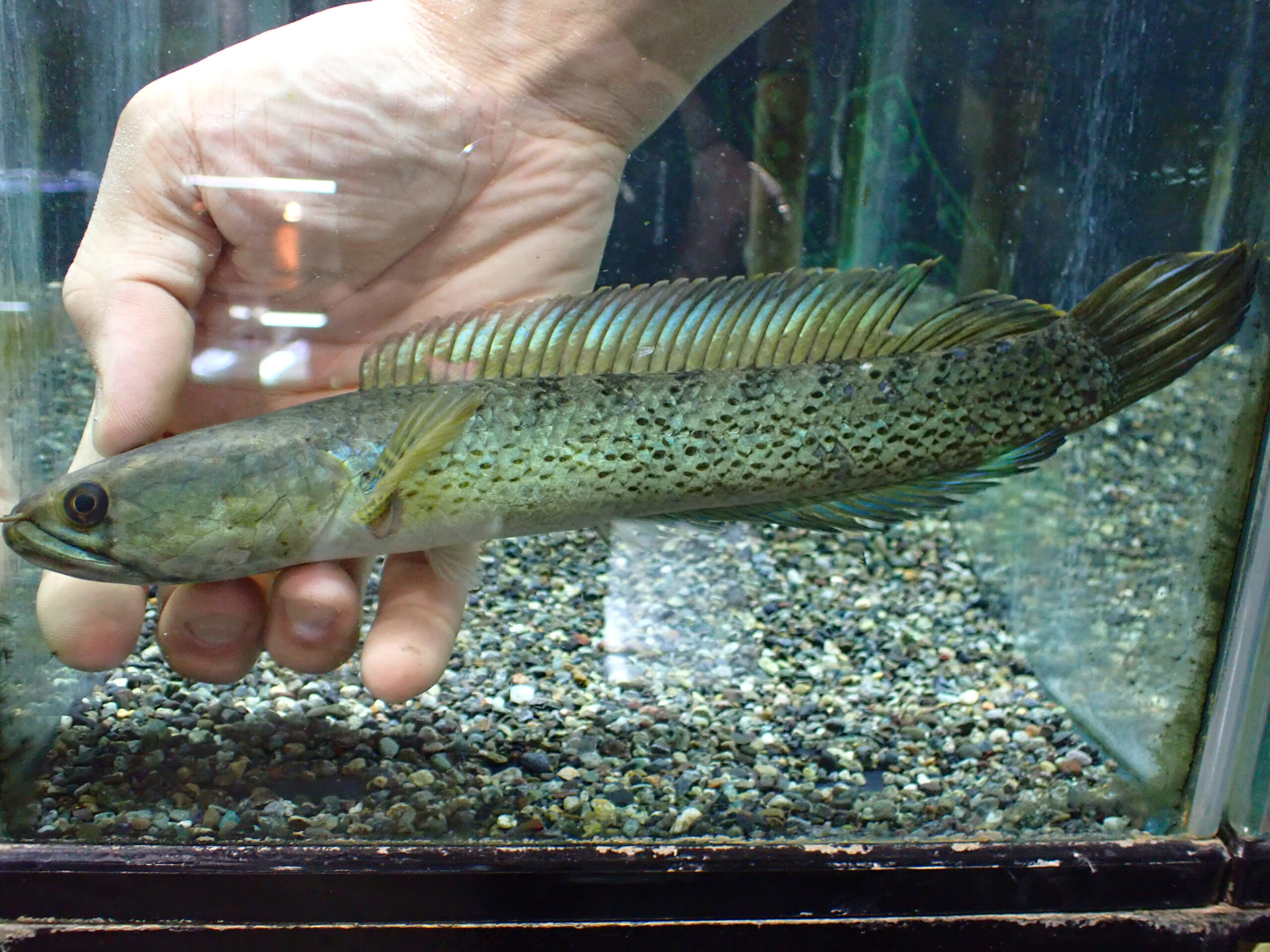 ブラックダイヤモンドスネークヘッド インド 26cm | アクア