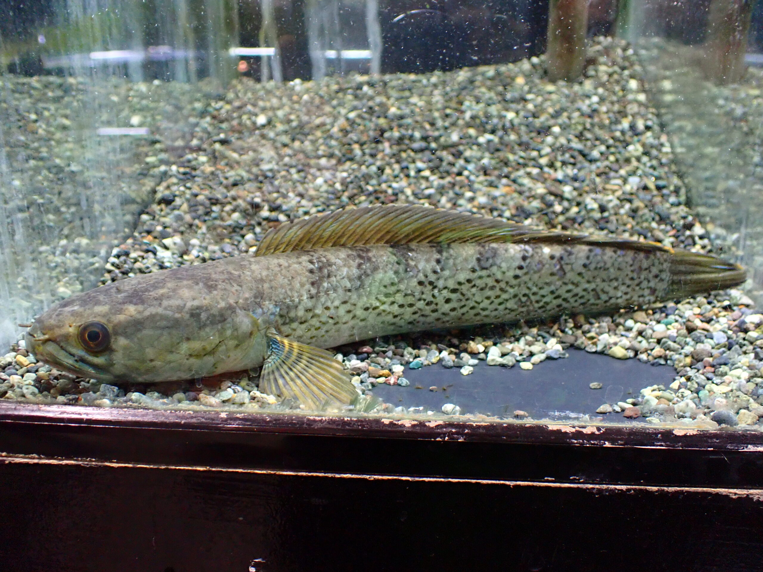 ブラックダイヤモンドスネークヘッド インド 26cm | アクア